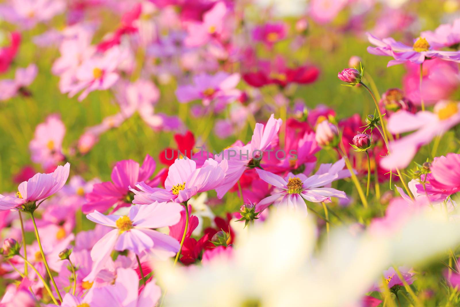 cosmos flower in the garden