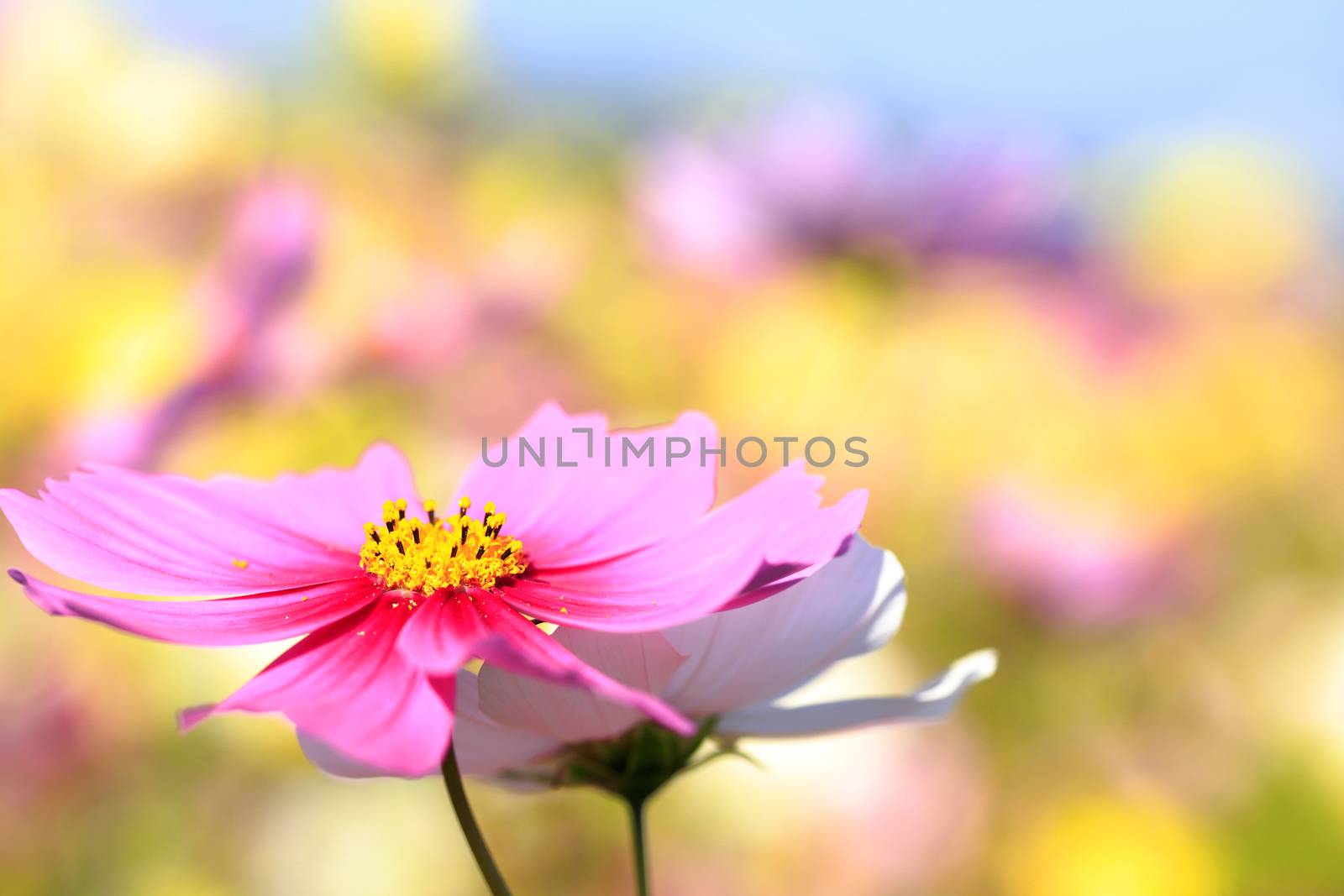 Cosmos flower field by yoshiyuki__kaneko