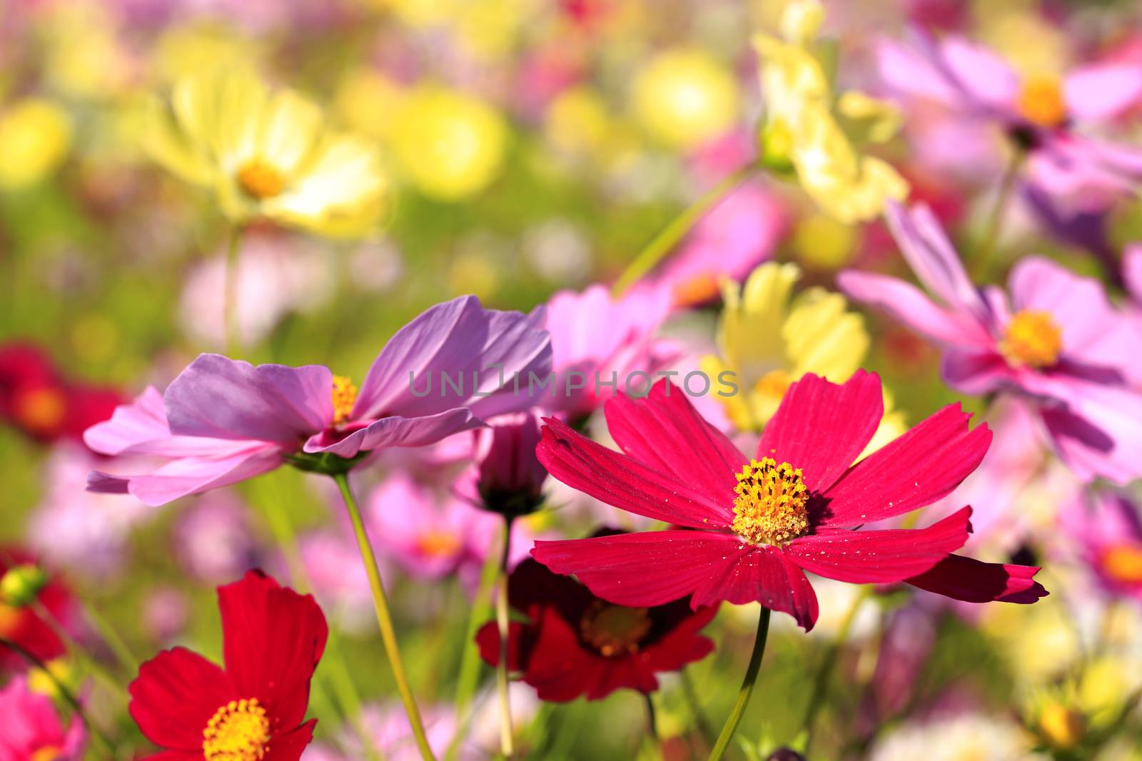 Cosmos flower field by yoshiyuki__kaneko