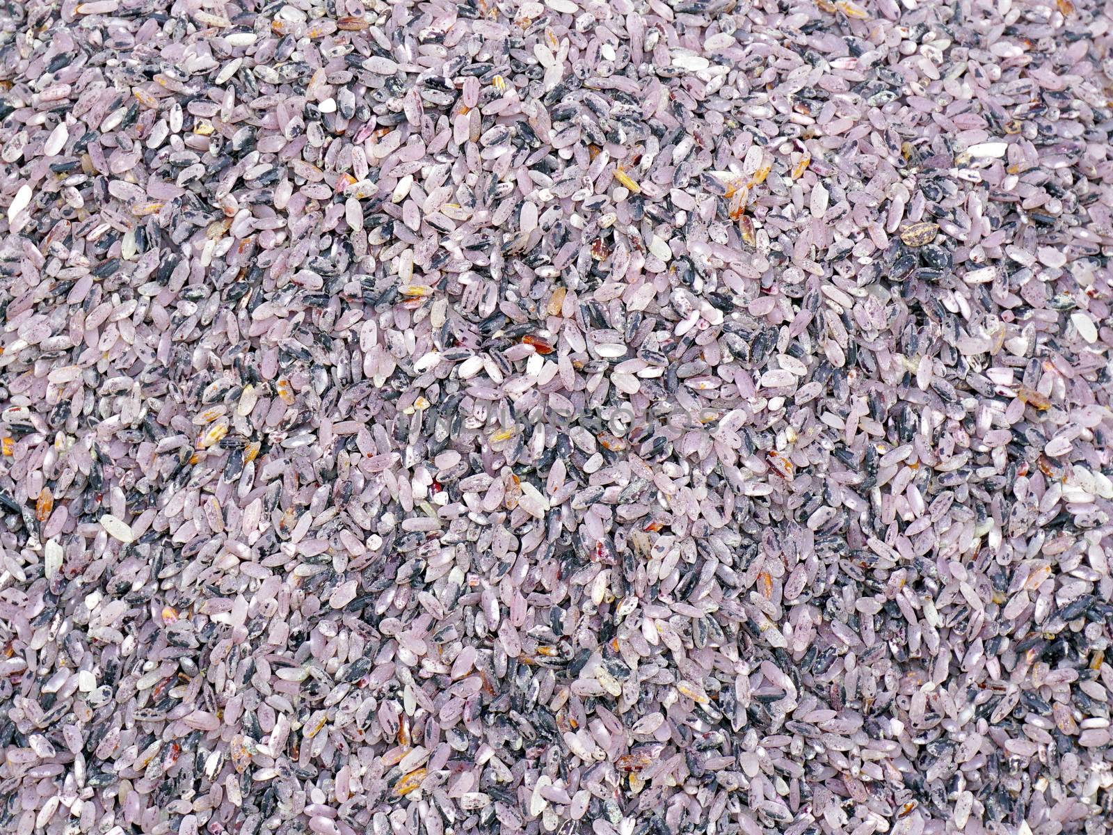 Close up Rice purple color by polarbearstudio