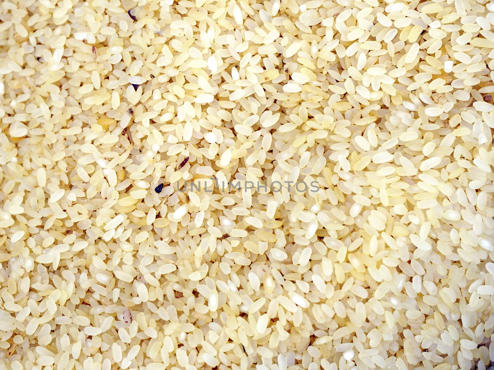 Close up yellow Rice by polarbearstudio