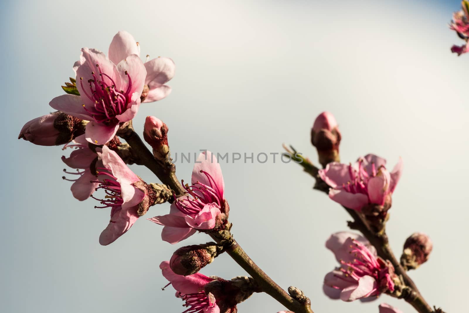 The peach flowers by alanstix64