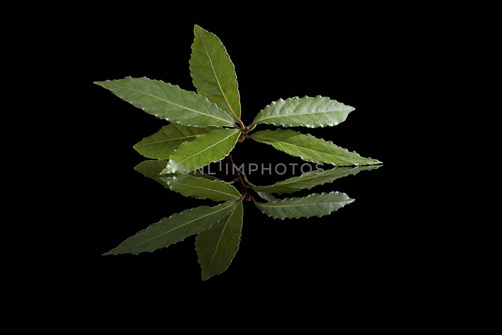 Fresh bay leaves isolated on black background. Culinary herb, cooking ingredient and medical herb. 
