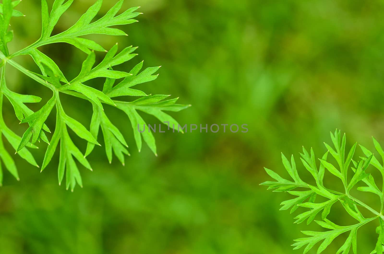 Parsley on green nature background