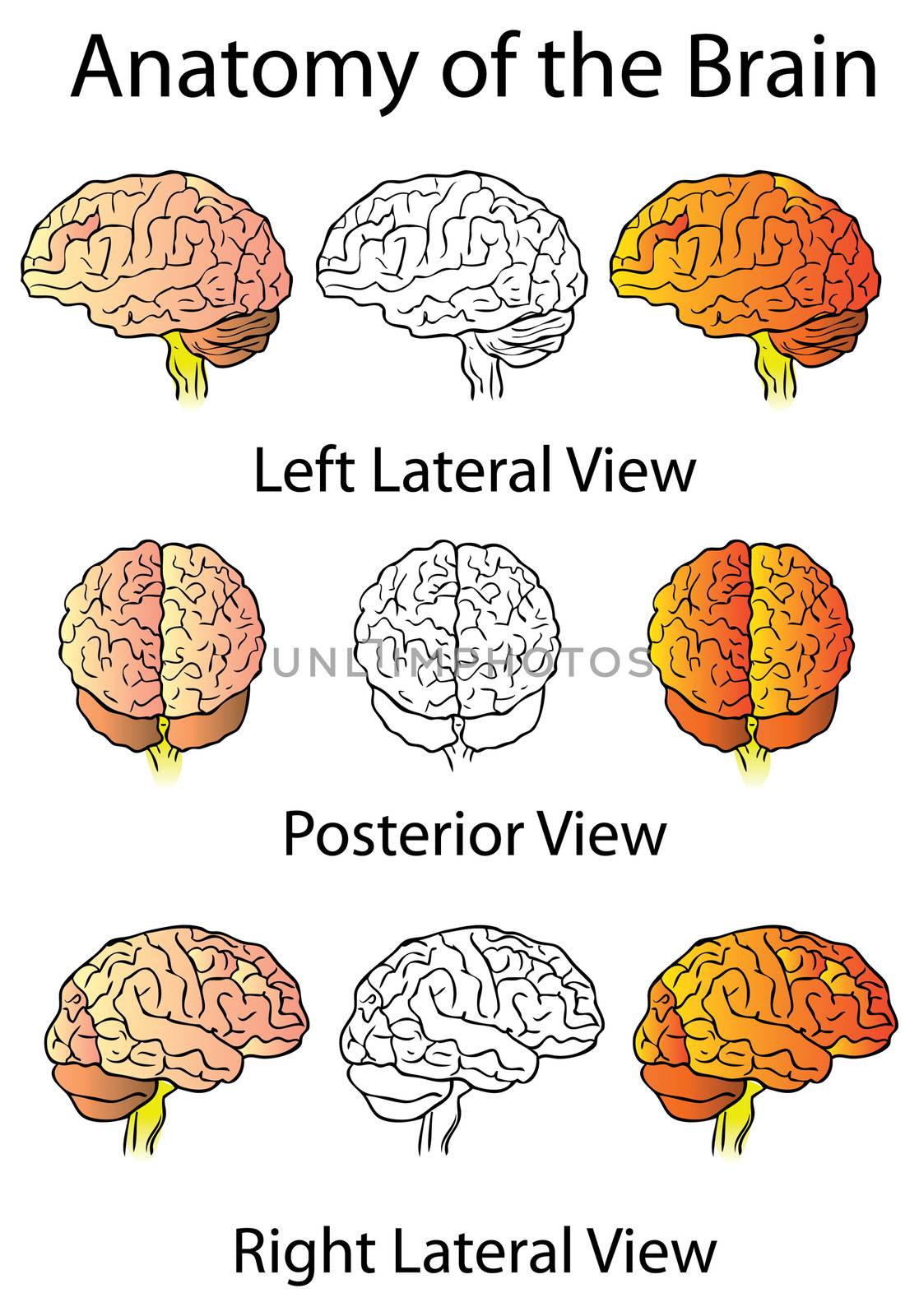 Medical Anatomy of the Brain Illustration, Human Anatomy by IconsJewelry