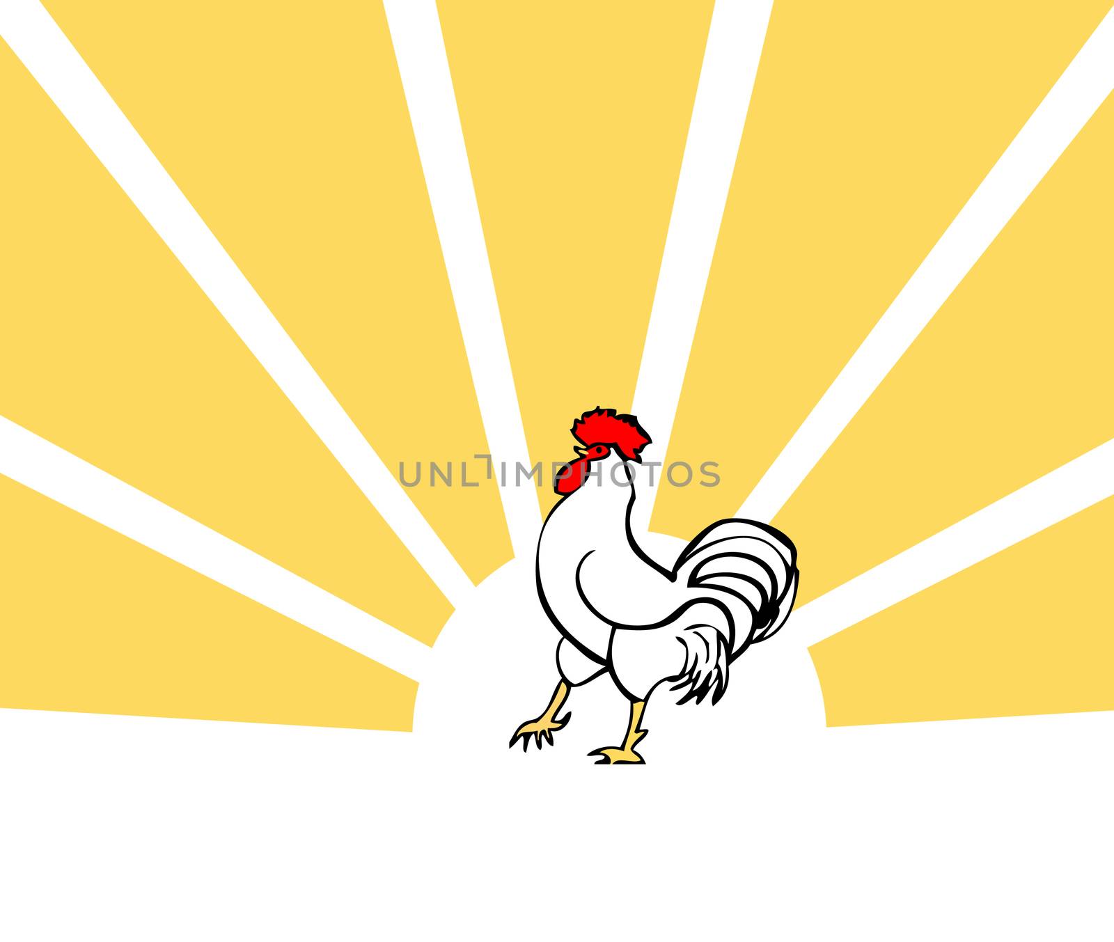 cock, vector bird card, morning poster