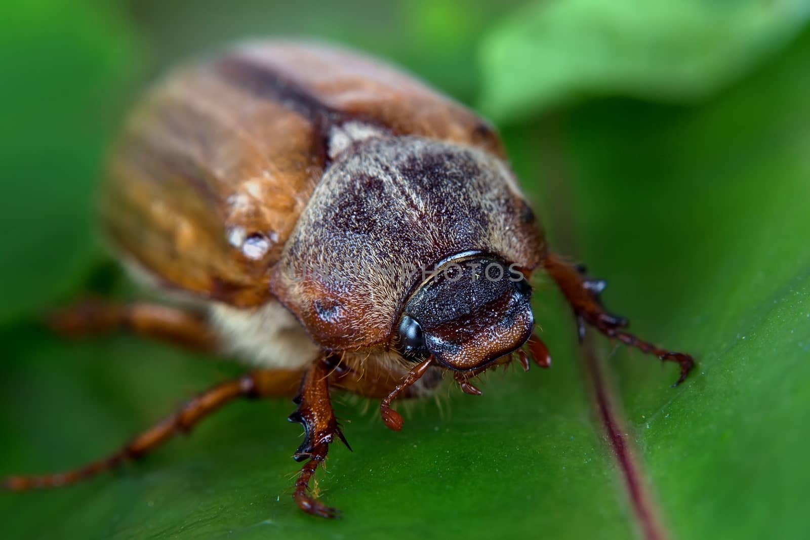 Beetle on a green leaf in the wild