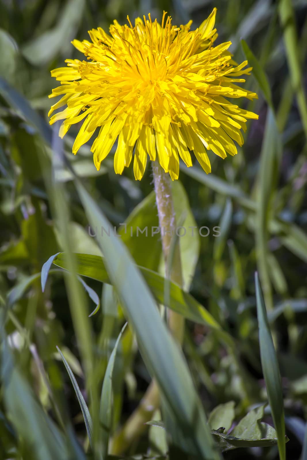 Blooming dandelions in the grass. by georgina198