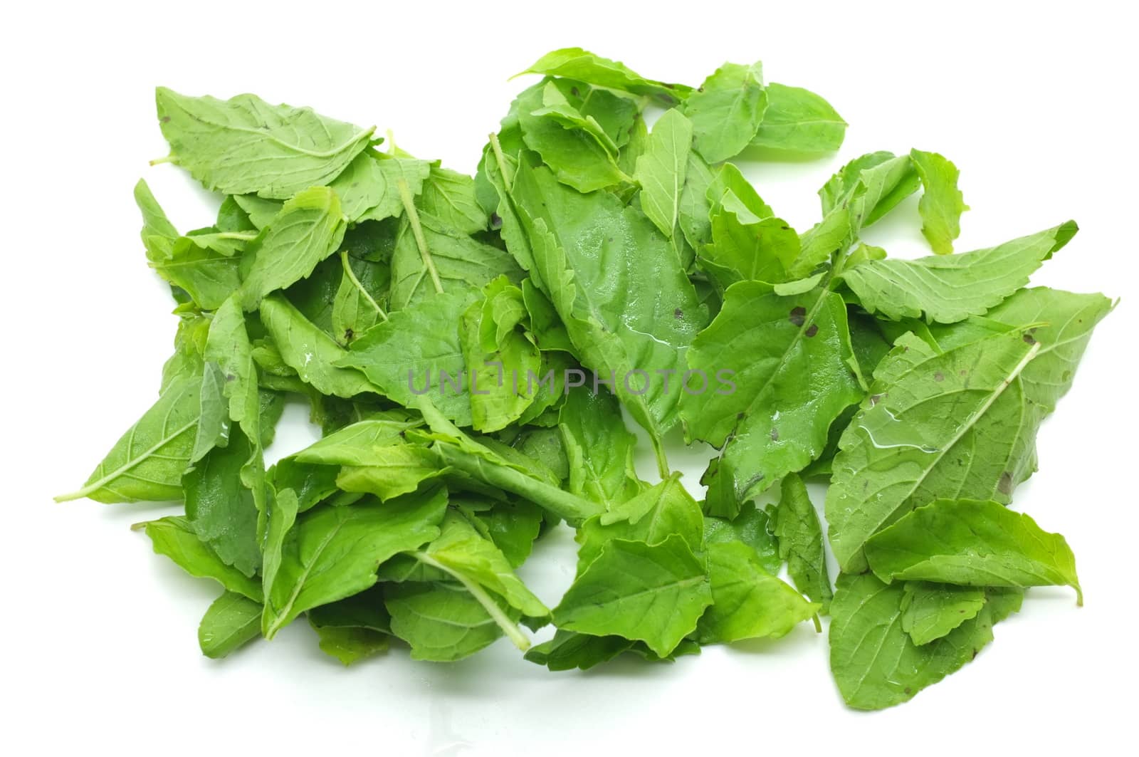 Heap of green fresh basil leaves