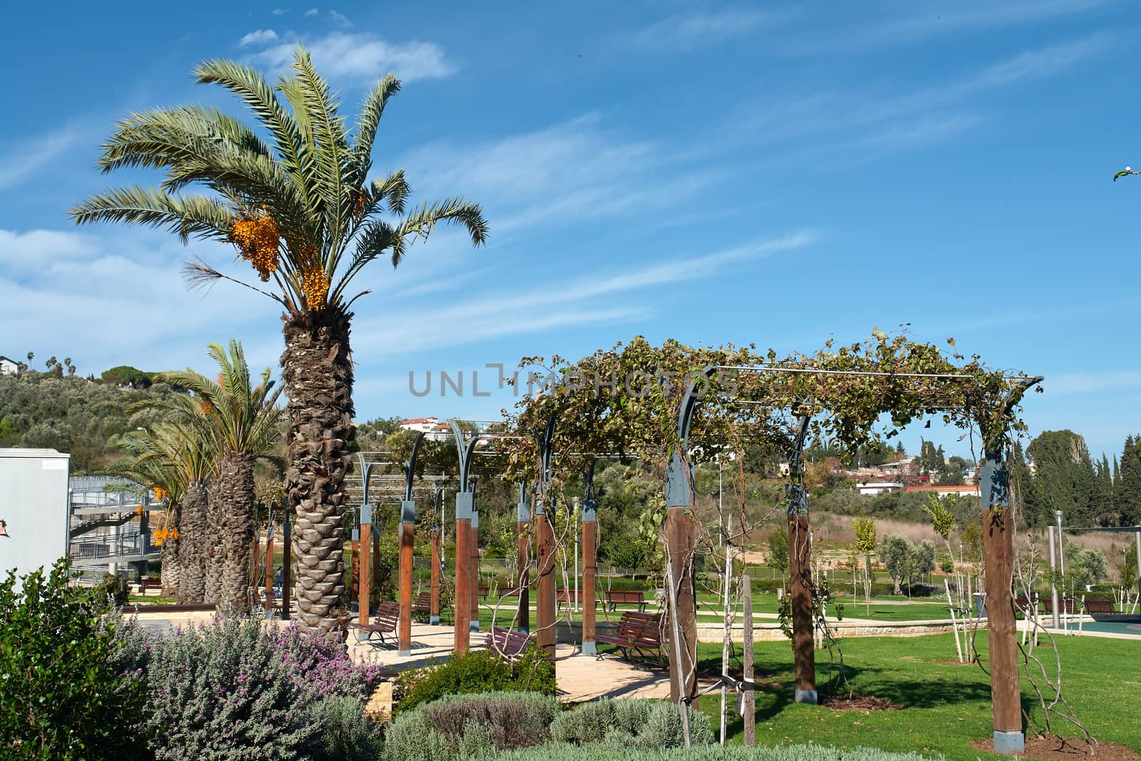 Mediterranean style city park with palm trees and grapes Israel                               