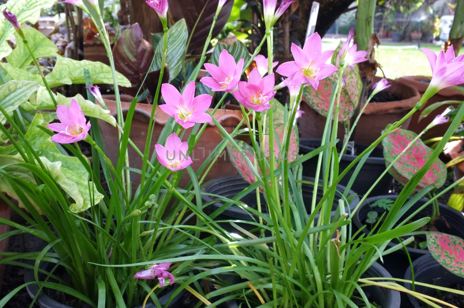 Pink rain lily