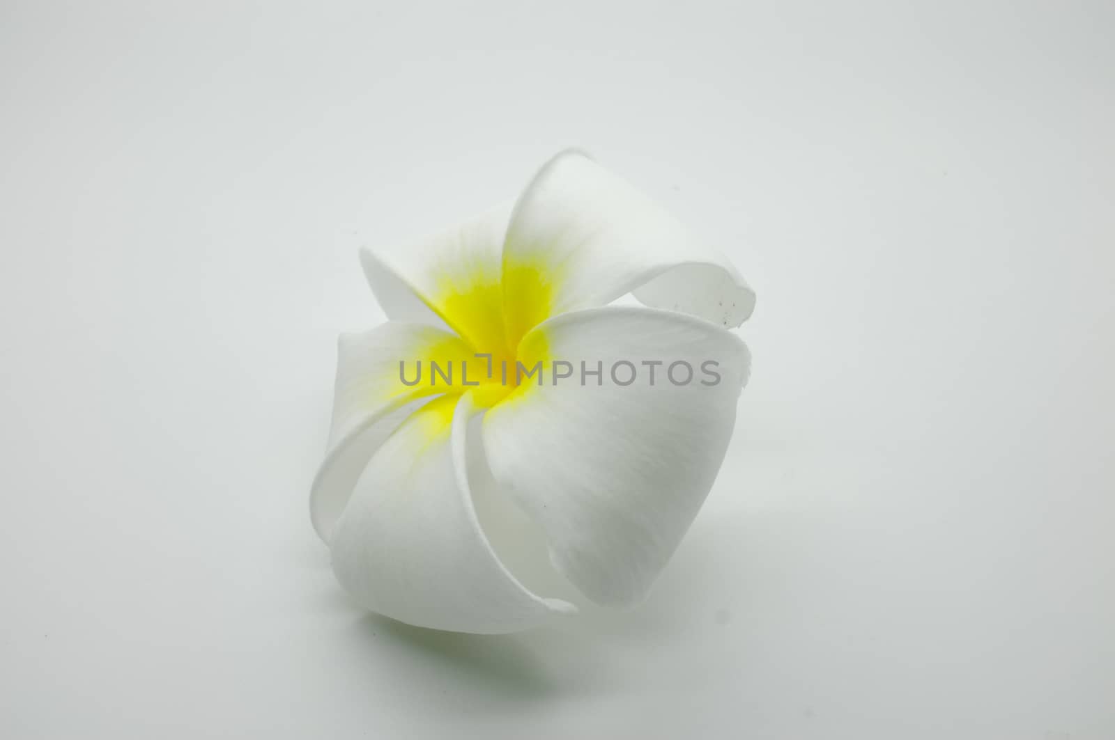 White and yellow Plumeria on white by Hepjam