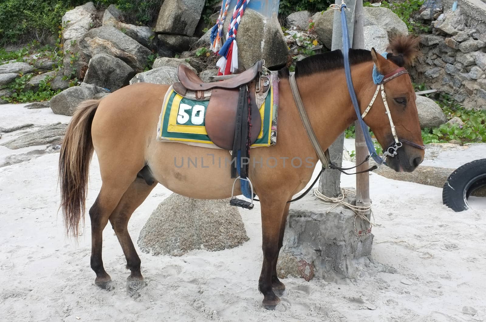 Brown horse on beach for tourists recreation