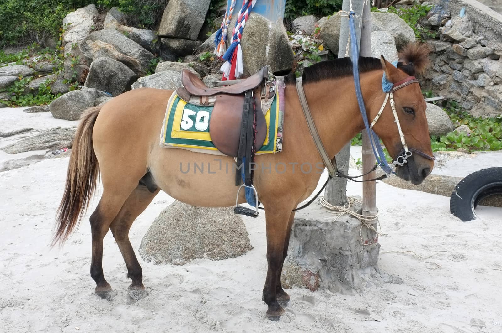 Brown horse on beach for tourists recreation