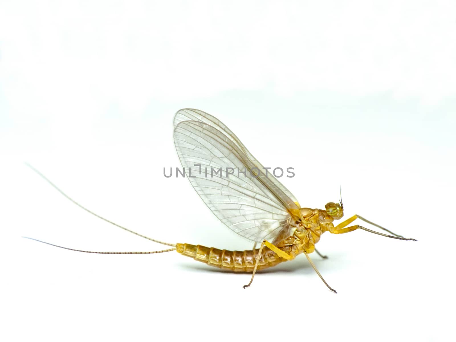 Mayfly, isolated on the white background