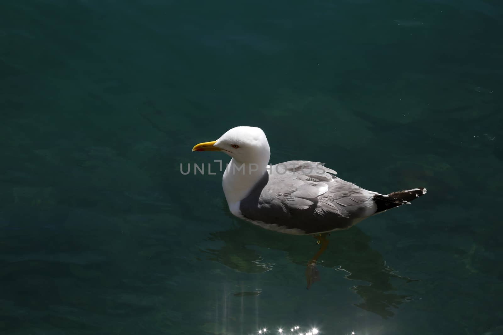 Seagull