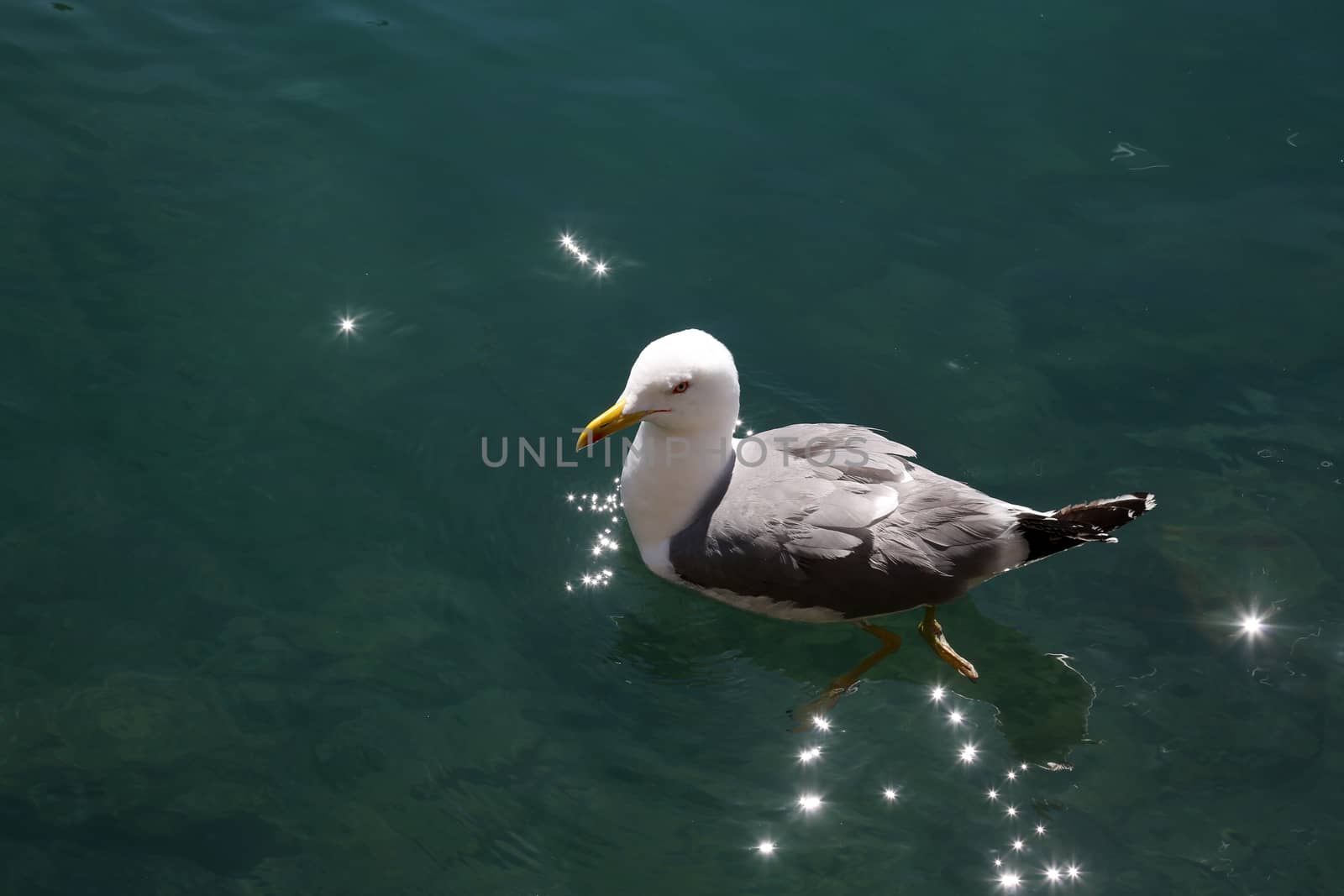 Seagull