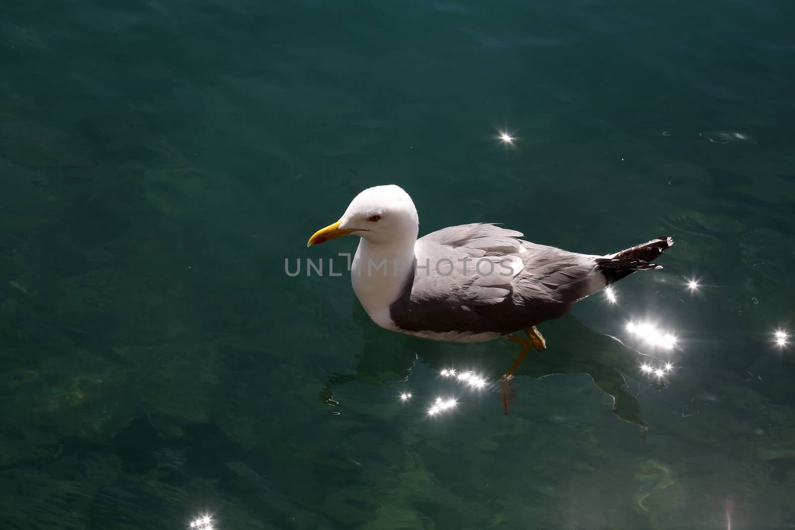 Seagull