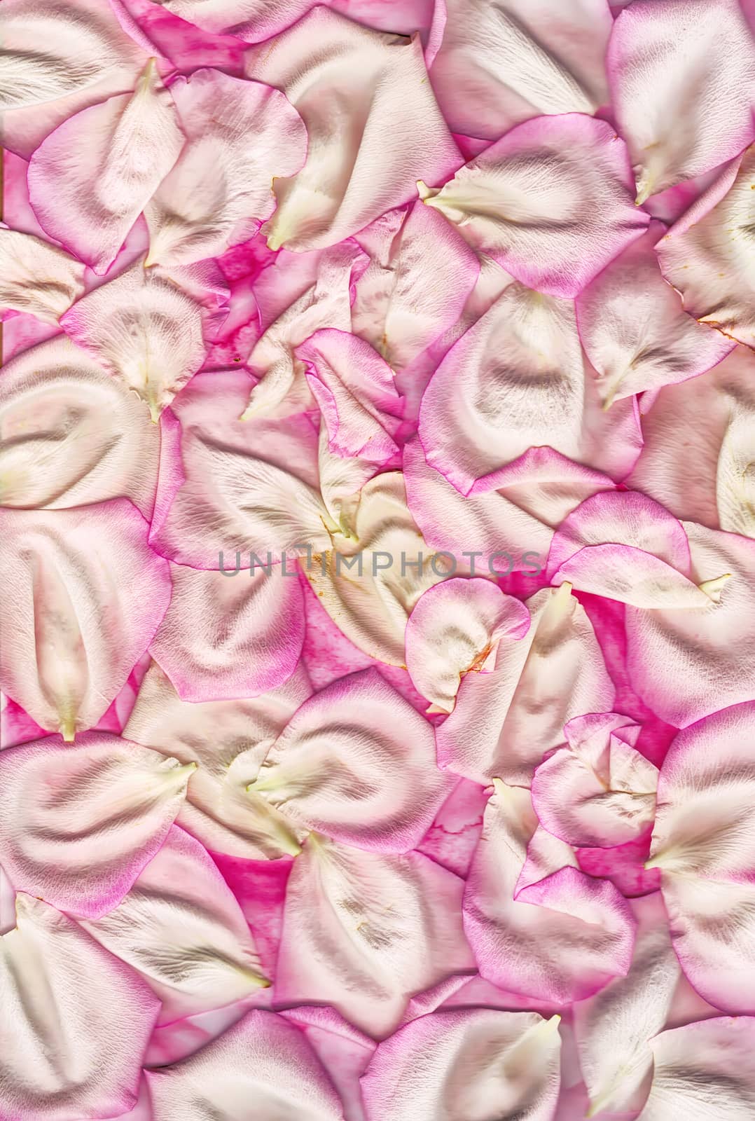 rose petals background by CherJu