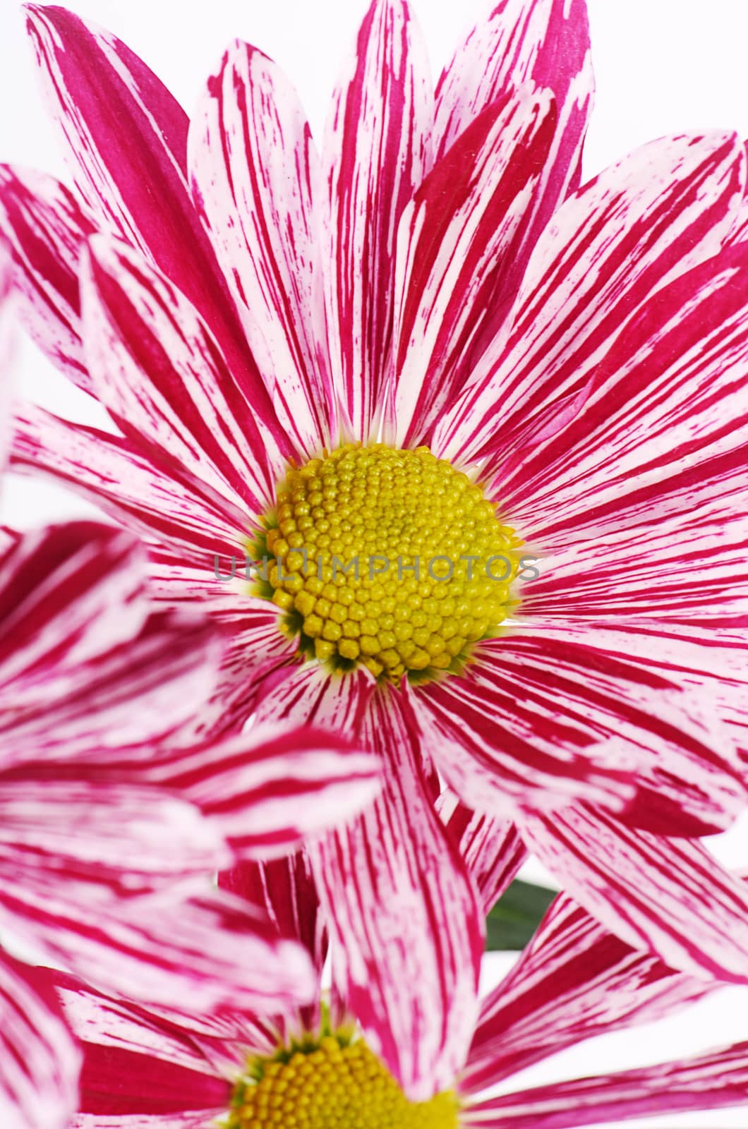 The flower pink chrysanthemums as a  background