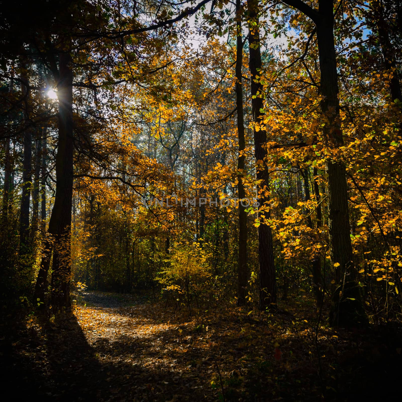 sunlight in the autumn forest, nature series