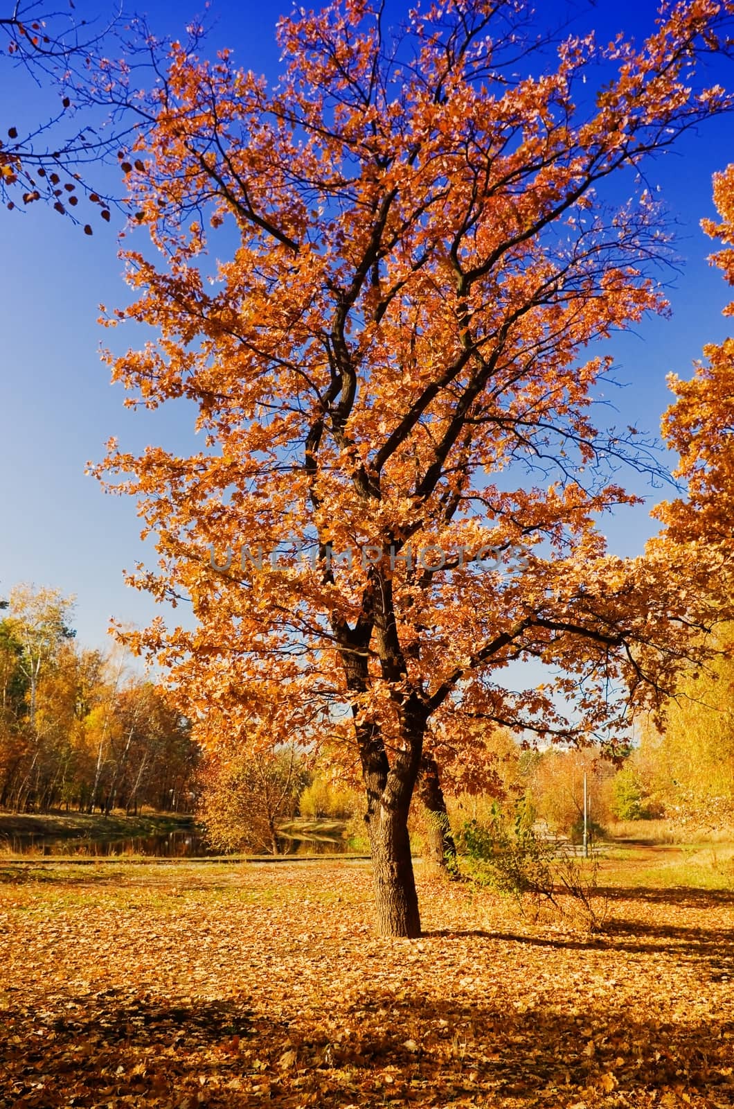 autumn park by vrvalerian