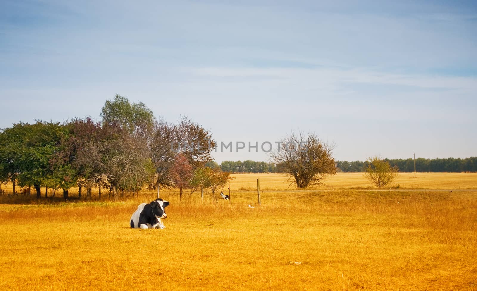 Lonely cow by vrvalerian