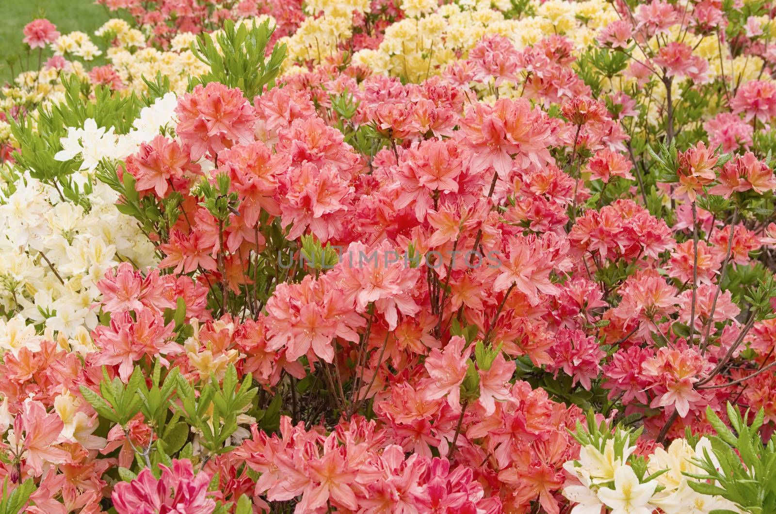 blooming azaleas by vrvalerian
