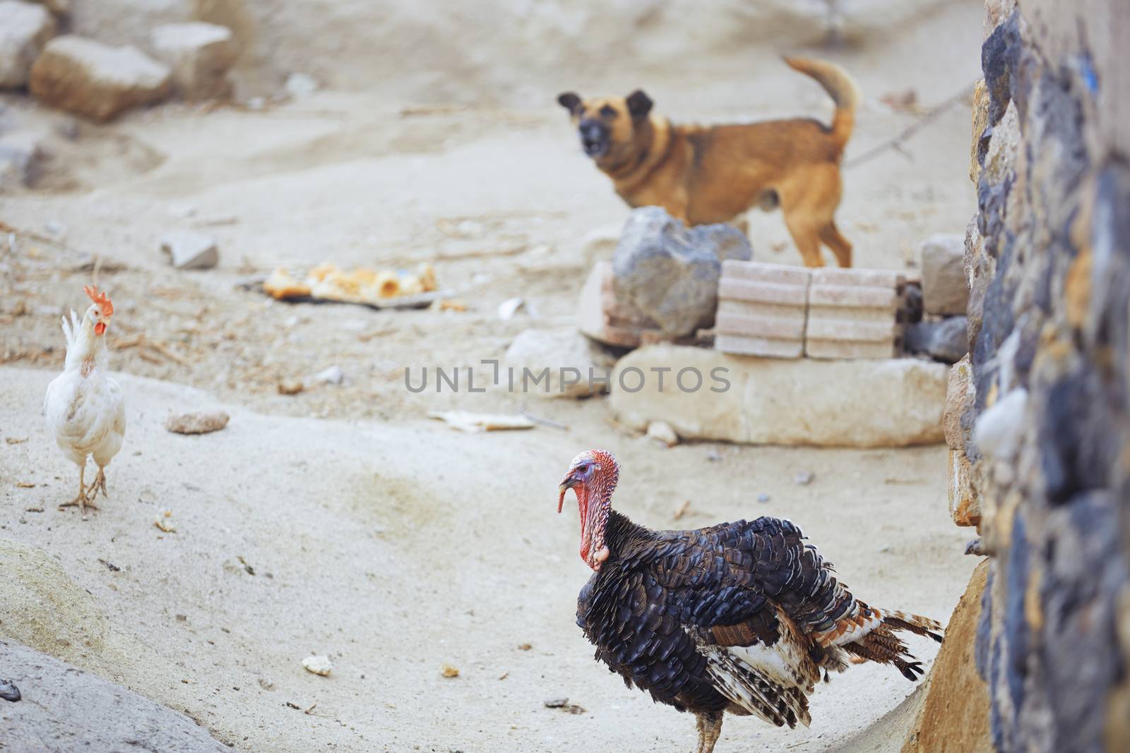 Barnyard in Turkish village with hen dog and turkey cock