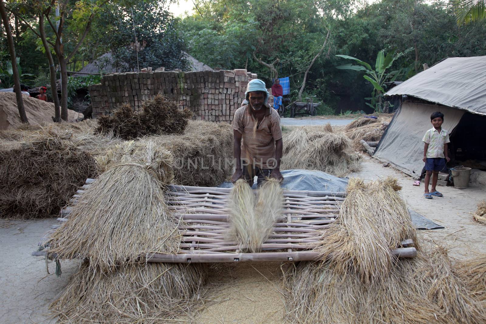 Rice is threshed/winnowed on Dec 02, 2012 in Baidyapur, West Bengal, India. All the work is done by hand without the use of machines
