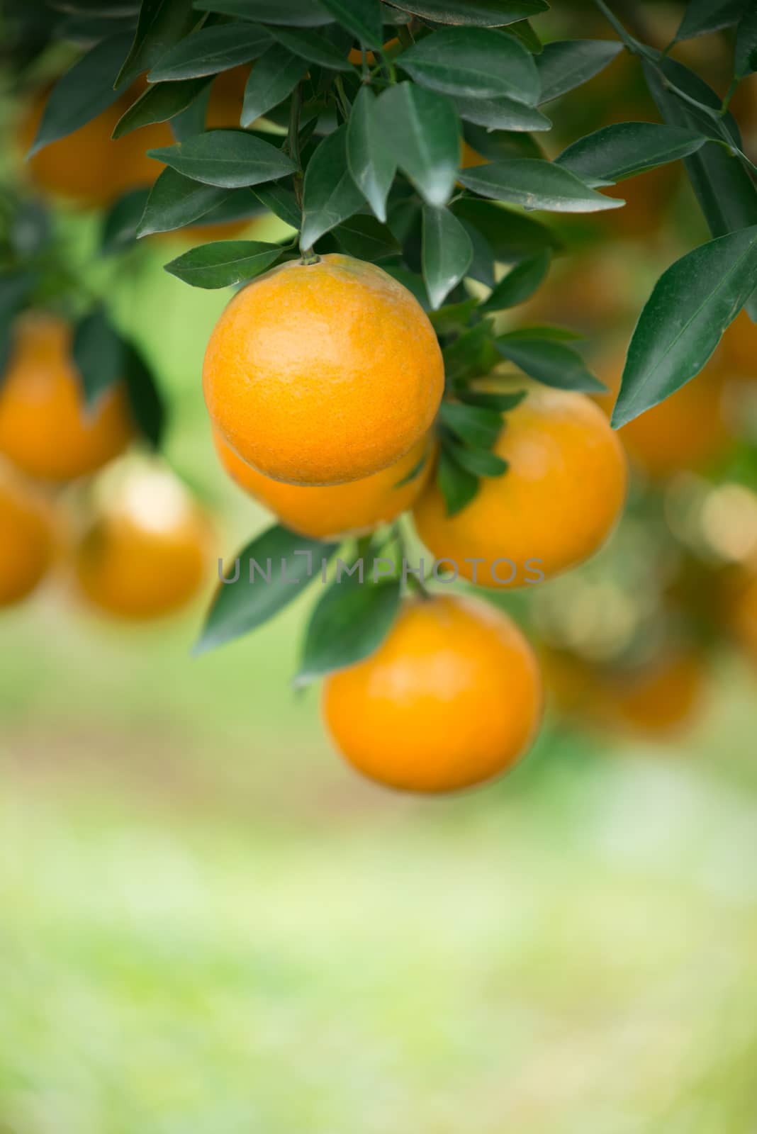 fresh orange  by anankkml