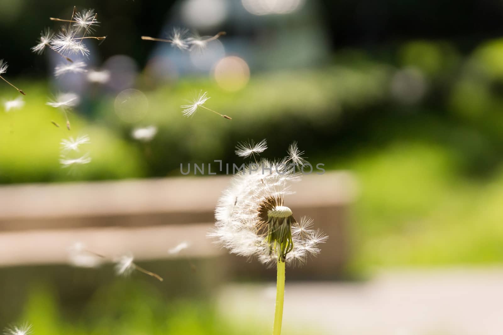 The photo depicts the dandelion fly away in the wind