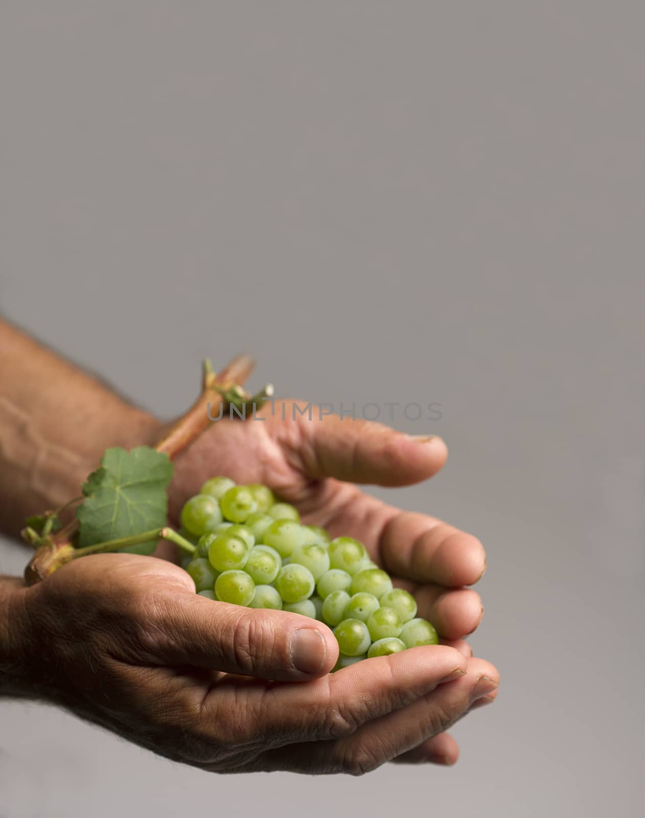 hard working hands holding up a fresh white grape on grey background