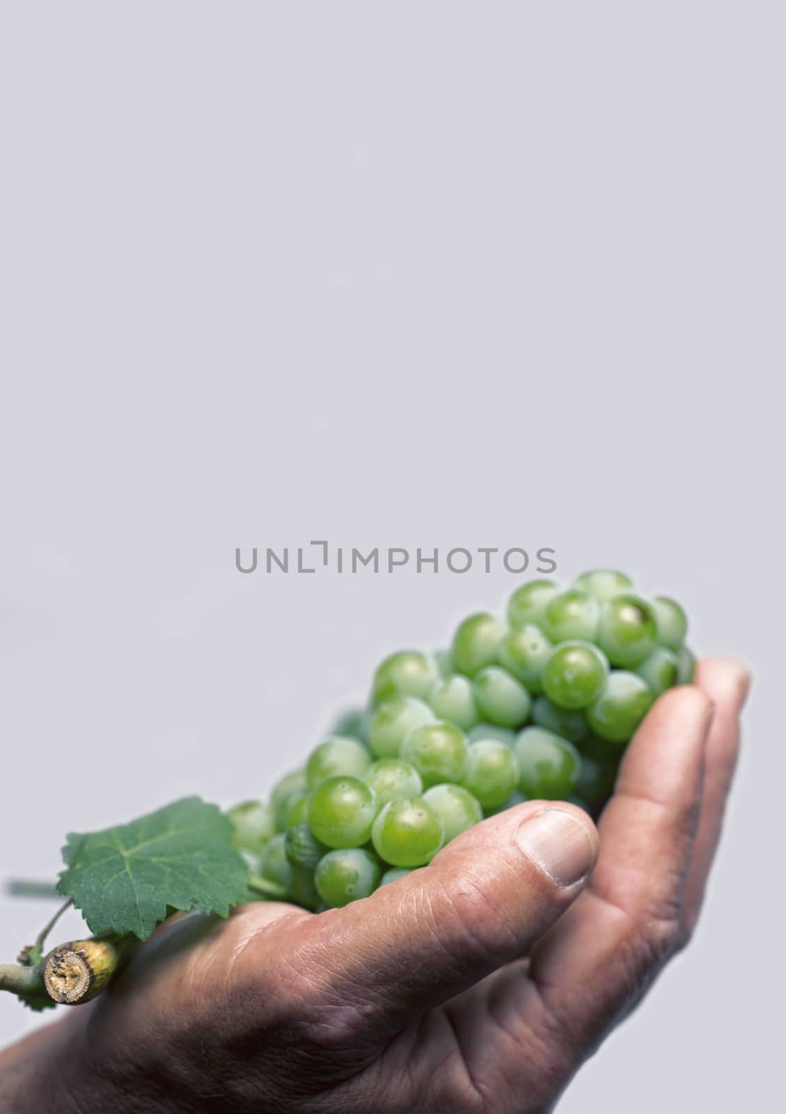 Vertical front view of a hard working hand holding up a fresh white grape with green leaf on gray background