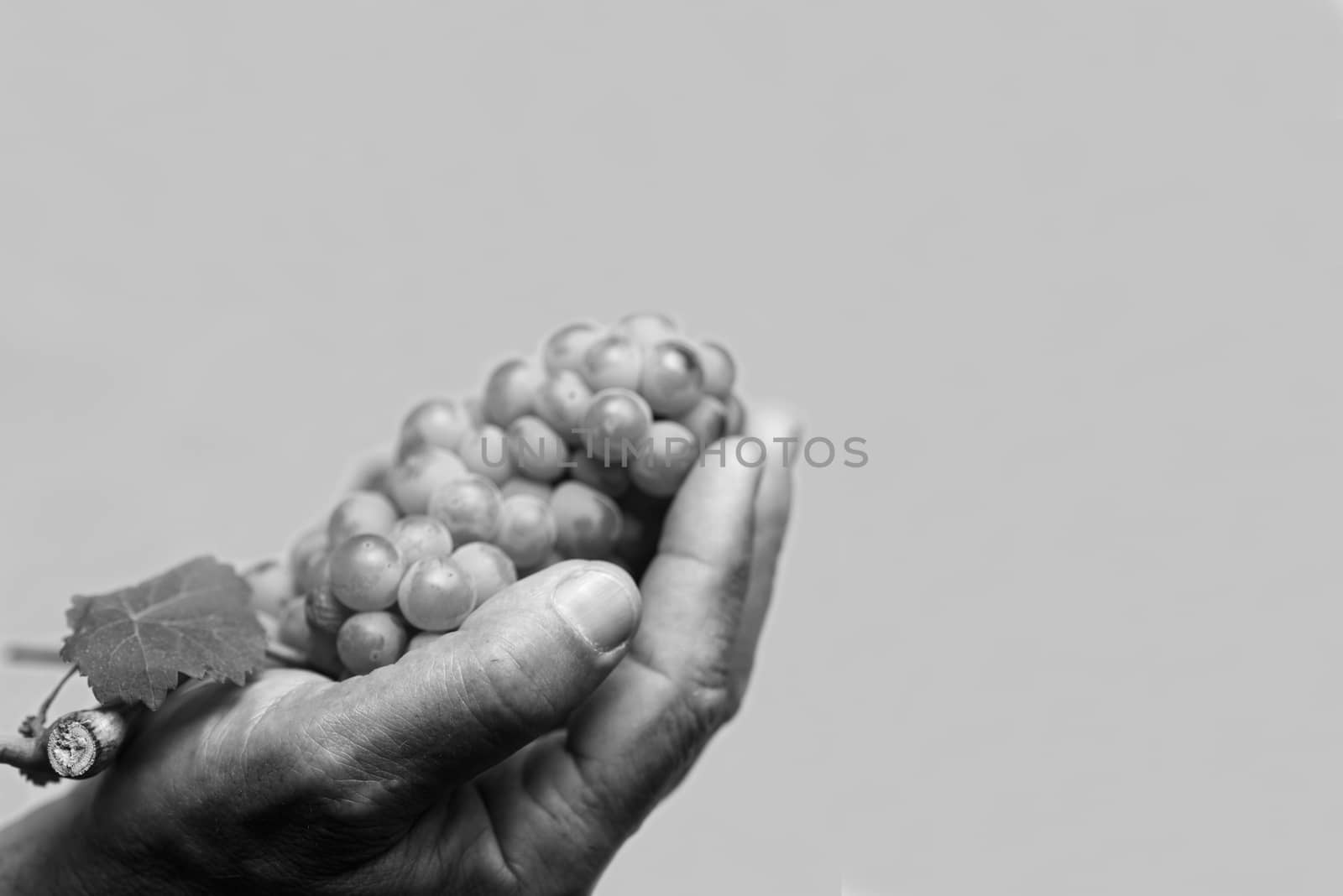 Horizontal front view of a hard working hand holding up a fresh grape with leaf on grey background