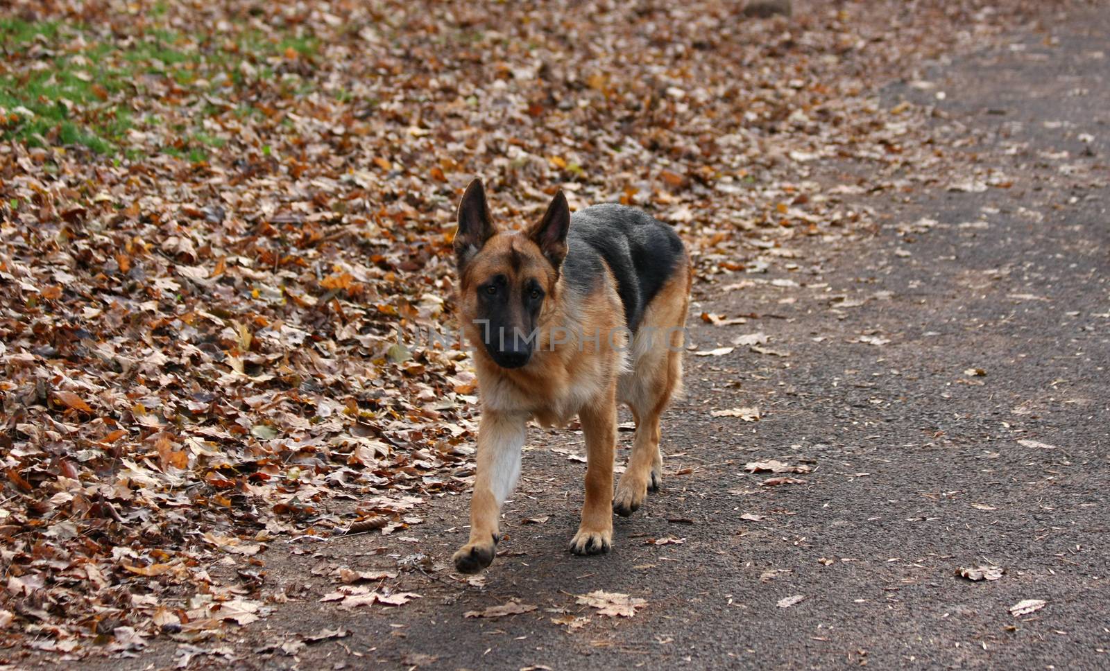 Young German Shepherd Dog walking in public park