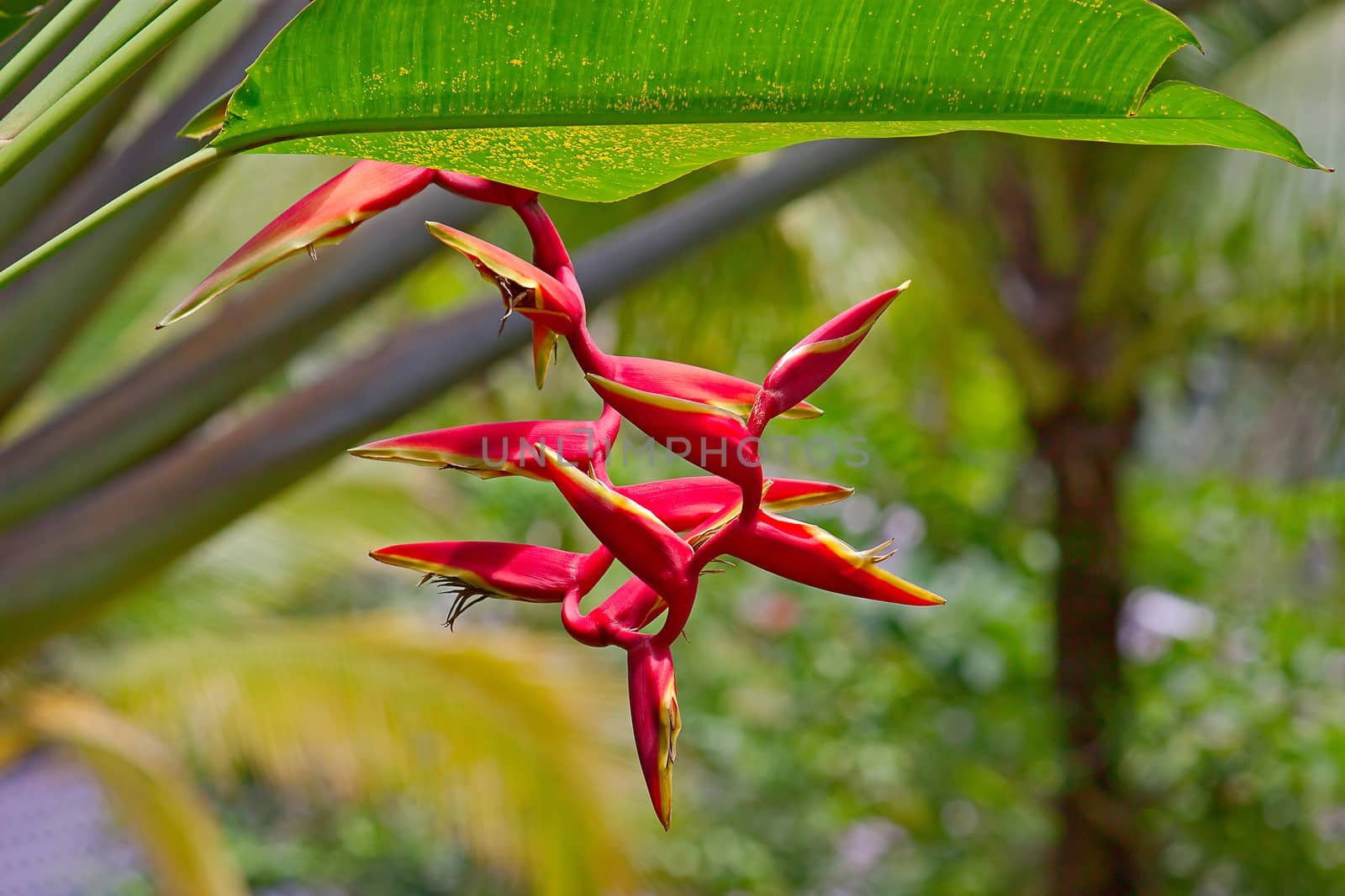 Heliconia flowers close up on a background of leaves.