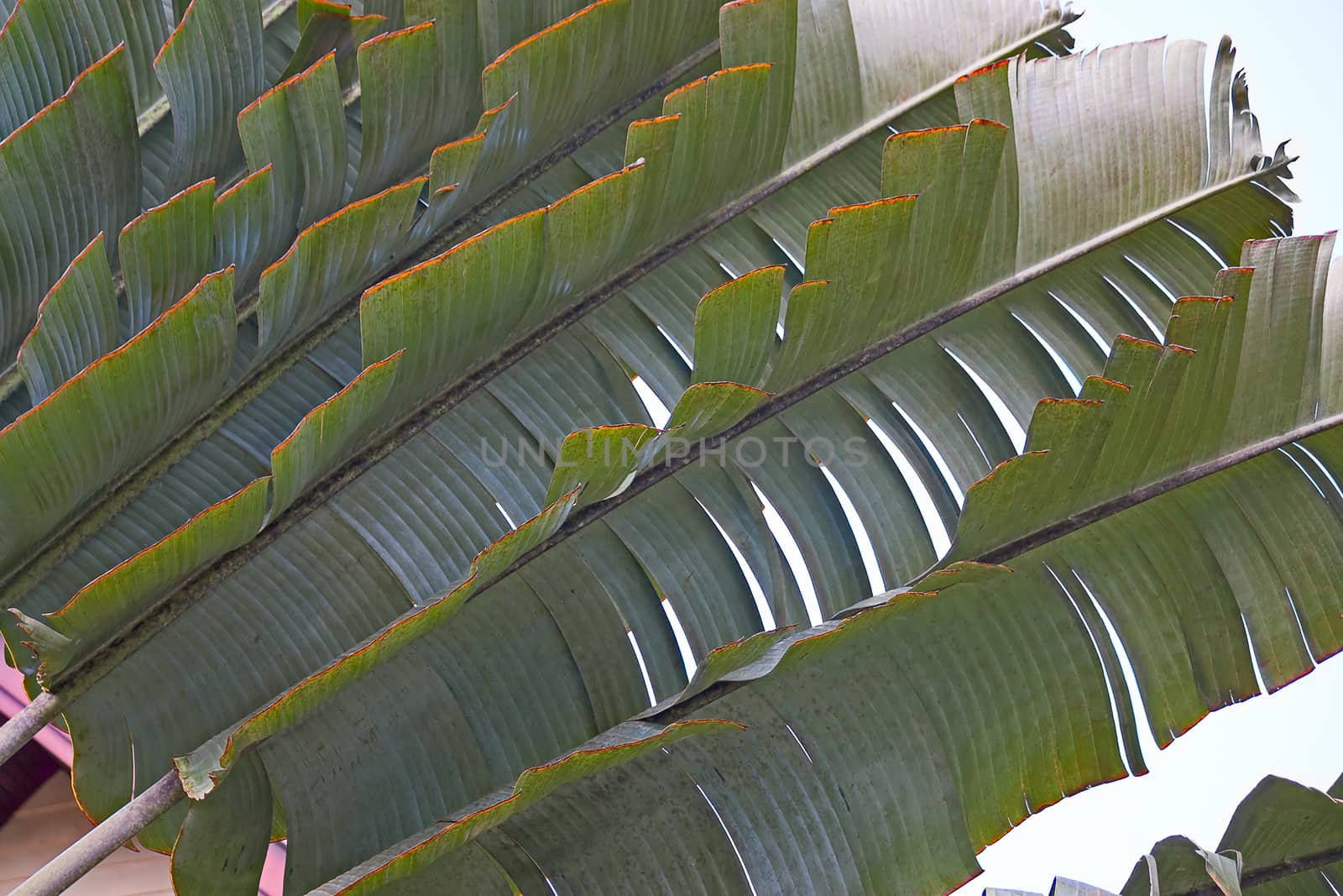 Palm leaves close up against the sky, Thailand.