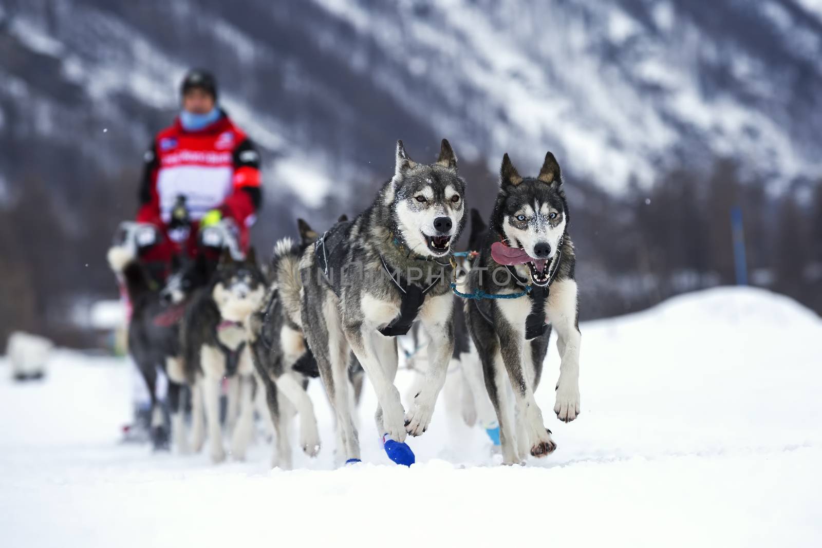 Sled dog race on snow in France, Europe.