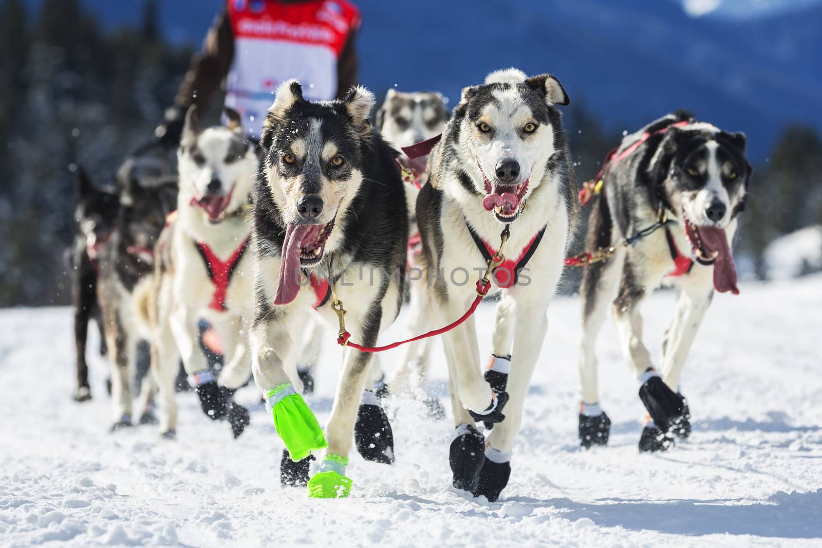 View of sled dog race on snow in France