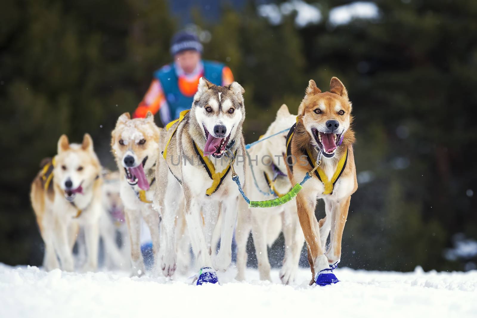 sled dog race on snow by vwalakte