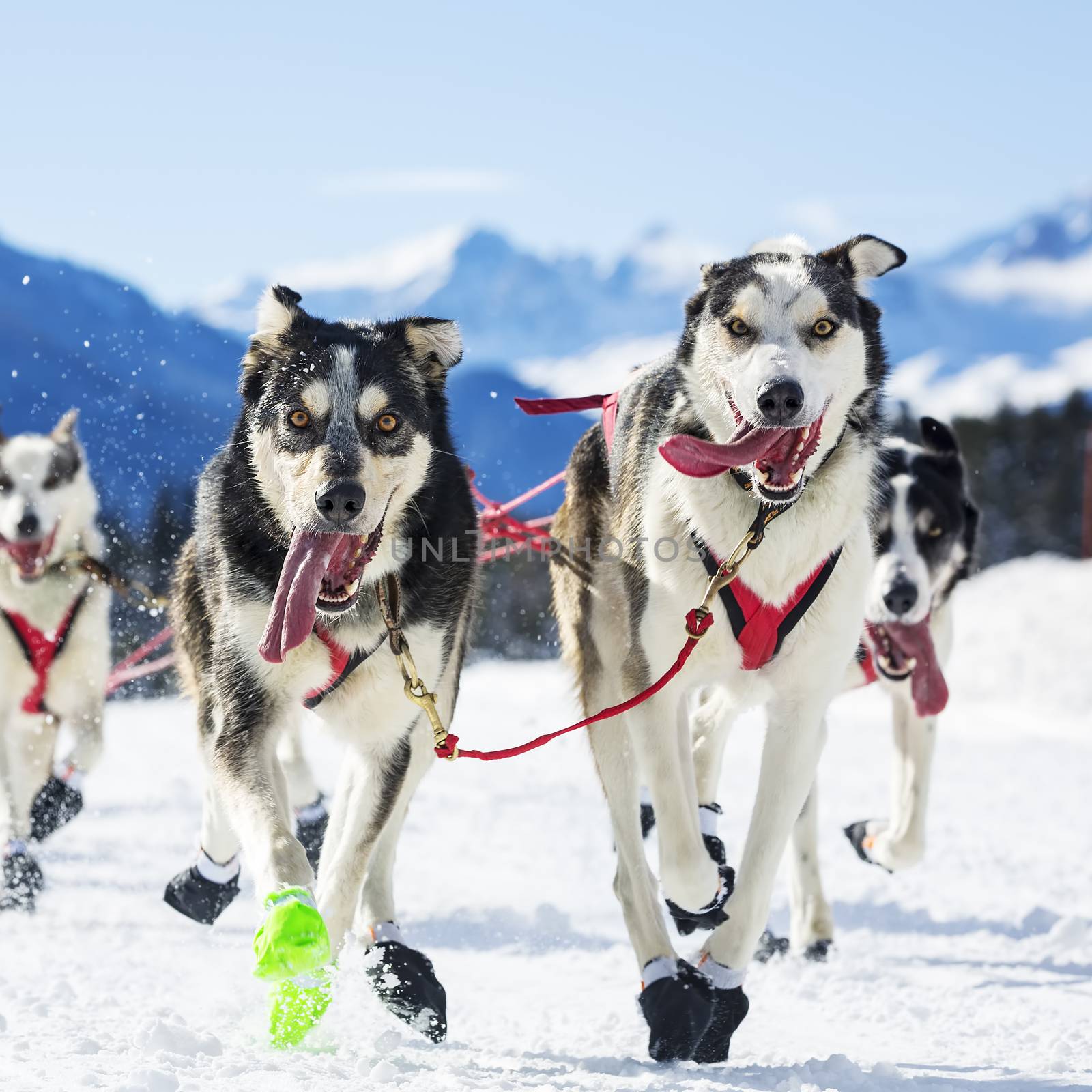 sled dog race on snow 