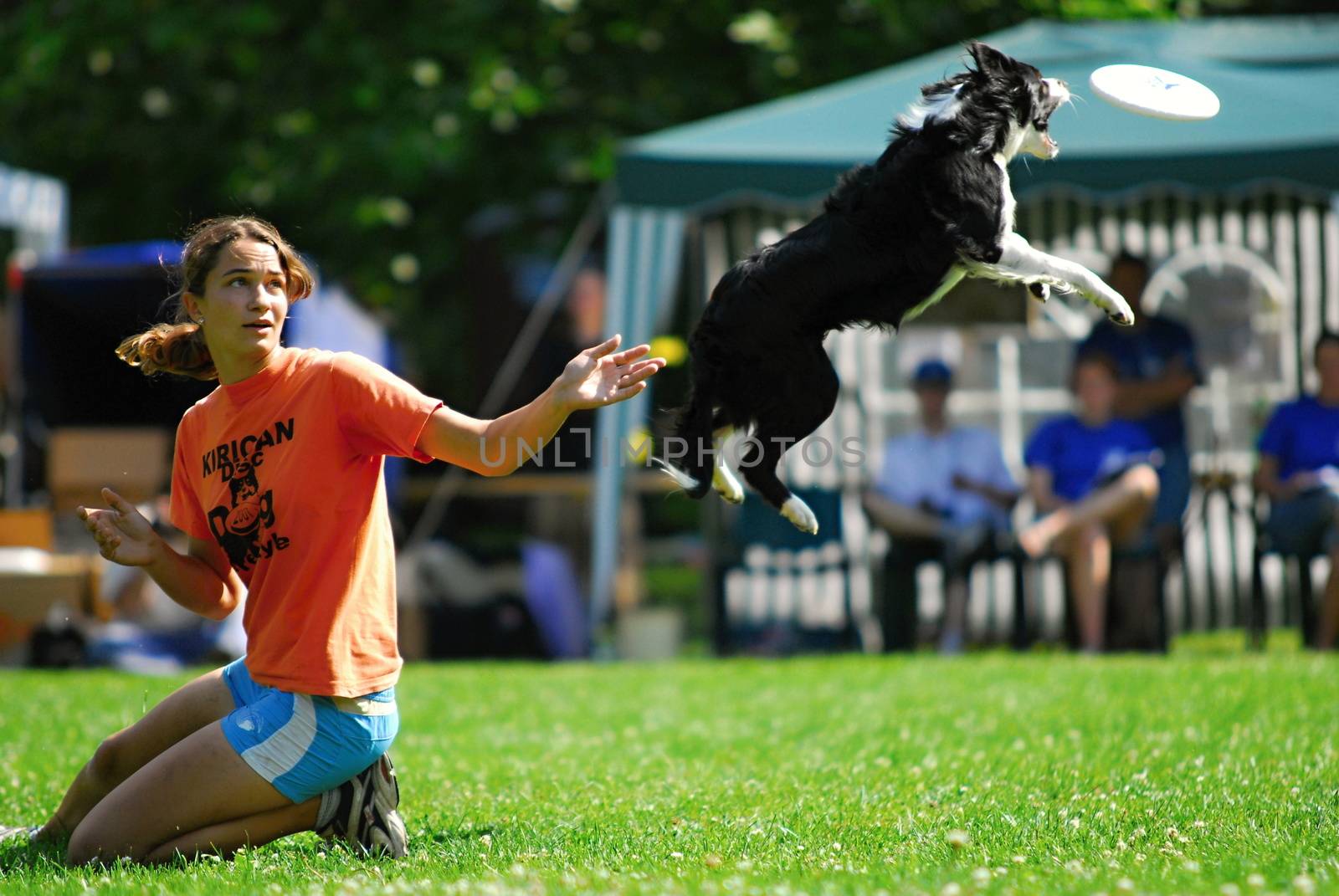 July 27,2008, Prague, Czech republic. It is the end of czech national championship in Czech republic. Many dogs and mans showed fantastic show. July 27,2008, Prague, Czech republic