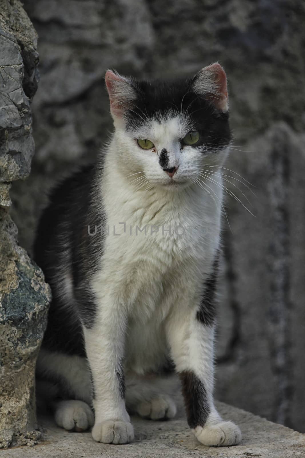 White and black cat sat by mariephotos