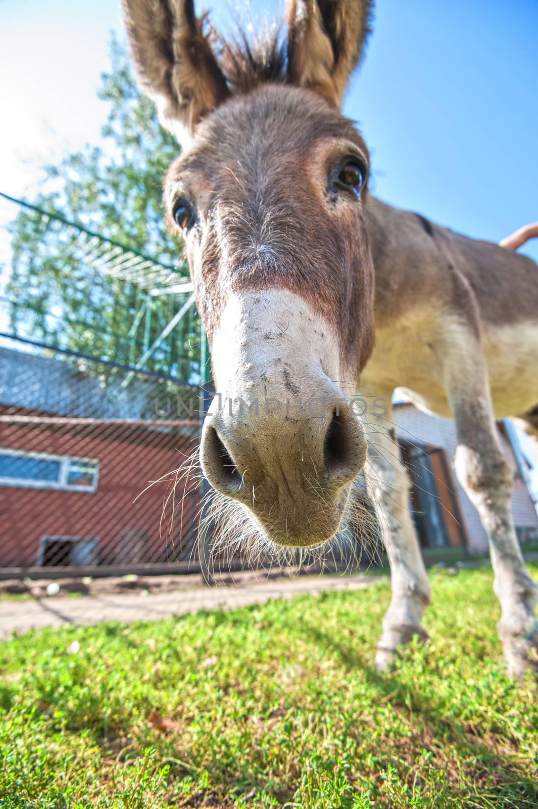 Donkey closeup portrait in sunny day