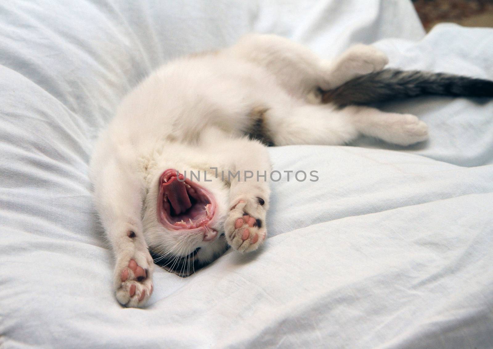 Little funny kitten lying down and yawning.