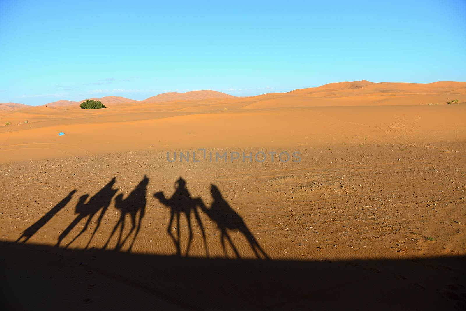 camel ride - shadows of camels during trip into desert