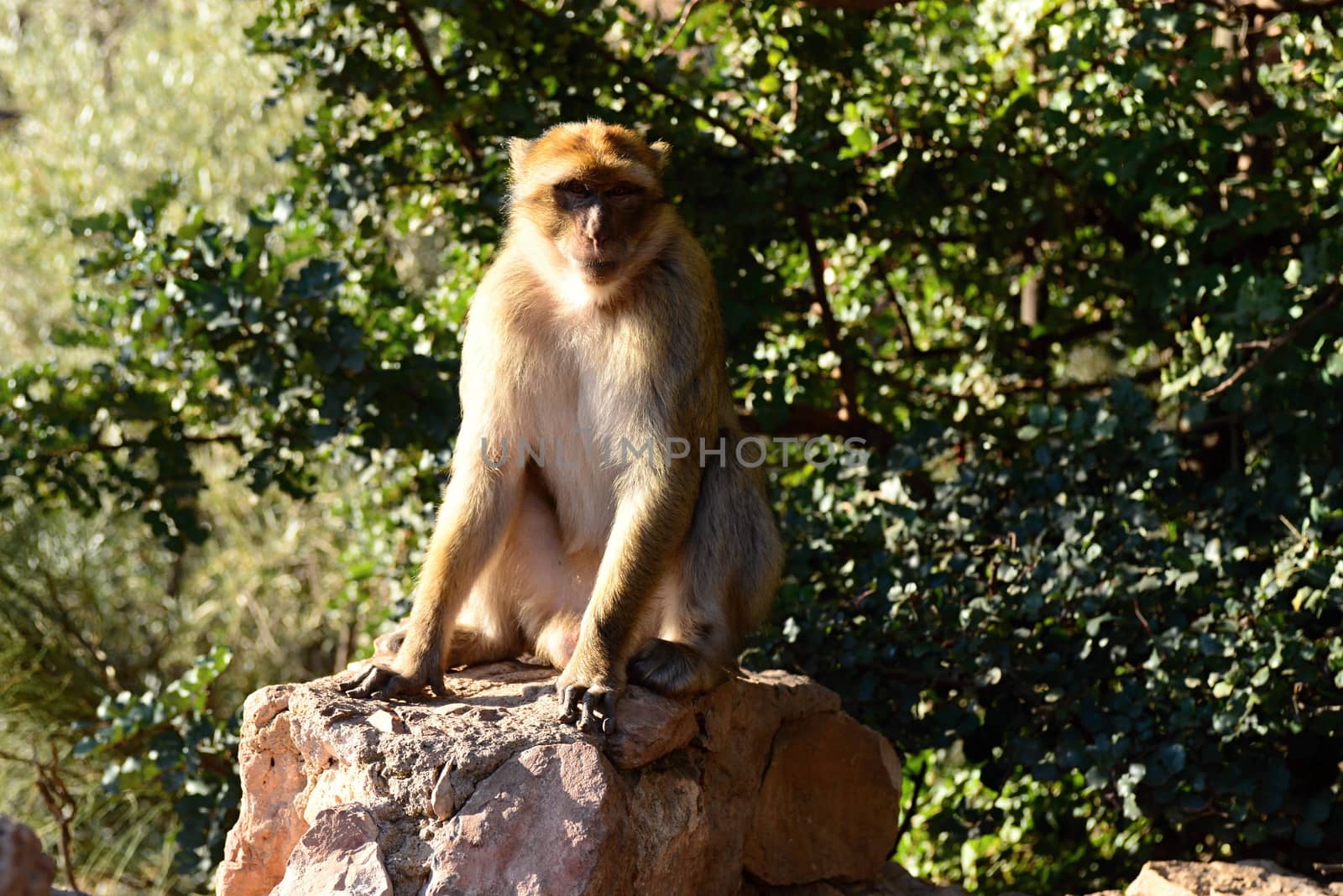 makak near to ouzod in central Morocco