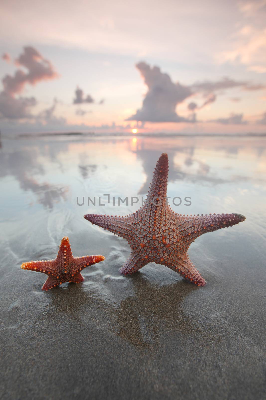 Two starfish on summer beach by Yellowj