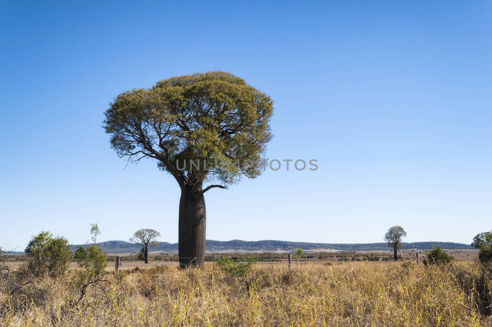 Australian baobab tree in New Wales, Australia